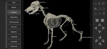 2 Schermata 3D Dog Anatomy