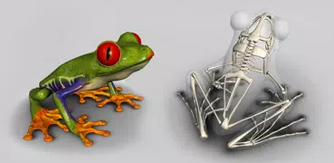 3D Frog Skeleton
