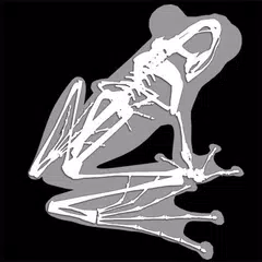 3D Frog Skeleton XAPK Herunterladen