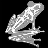 3D Frog Skeleton APK