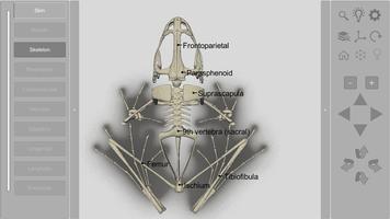 3D Frog Skeleton 스크린샷 2