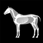 3D Horse Anatomy-icoon