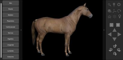 3D Horse Anatomy Plakat