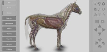 3D Horse Anatomy تصوير الشاشة 1