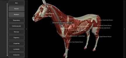 2 Schermata 3D Horse Anatomy