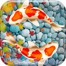 Fish Aquarium Live Wallpaper Koi Fish Application APK