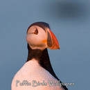 Puffin Birds Wallpaper APK