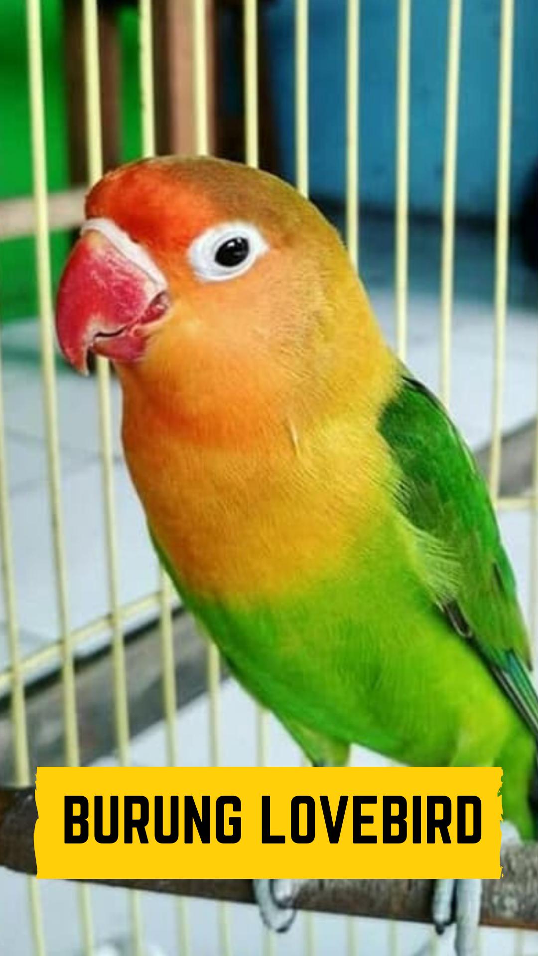 46 Gambar Burung Lovebird Kartun Terbaru Burungku