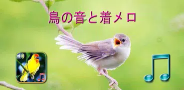 鳥は着メロと壁紙を鳴らす