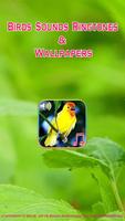 پوستر Birds Sounds Ringtones