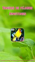 Pájaros Sonidos Ringtones Poster