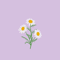 Flowers Wallpapers