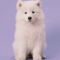 Puppy Wallpaper