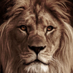 Lion Wallpaper