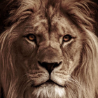 Lion Wallpaper icono