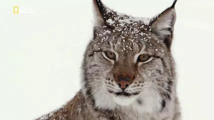 Bisv.TV XAPK Herunterladen