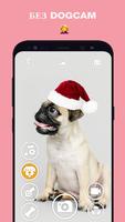 DogCam постер