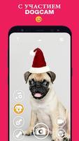 DogCam скриншот 1