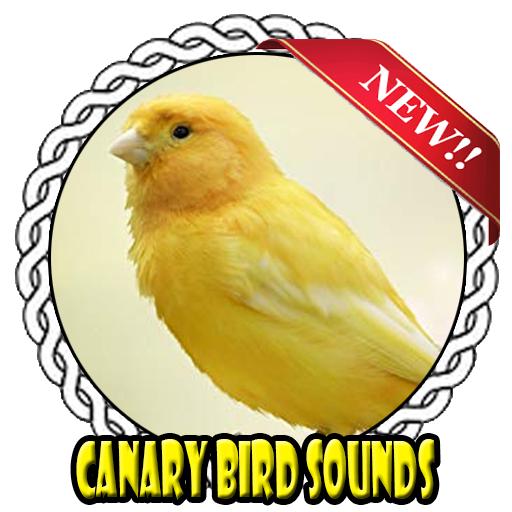 Android canary Android canary