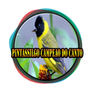 Pintassilgo Campeao Do Canto-APK