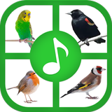 звуки и мелодии птиц