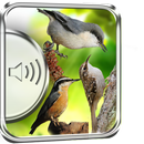 Nuthatch Birds Sounds APK