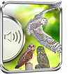 Owl Birds Sounds