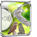 Sowa Ptaki Dźwięki aplikacja