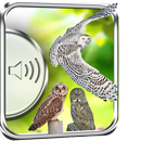 Sons d'oiseaux de hibou APK