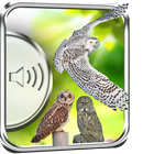 Owl Birds Sounds icon
