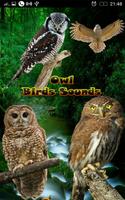 Owl Birds Sounds โปสเตอร์