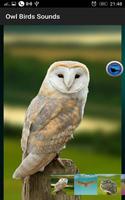 Owl Birds Sounds ภาพหน้าจอ 1