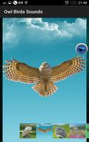 Owl Birds Sounds ภาพหน้าจอ 2