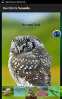 Owl Birds Sounds ภาพหน้าจอ 3