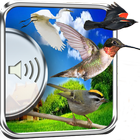 Dźwięki ptaków ikona