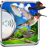 Birds Sounds icon