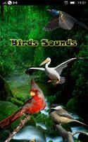 पक्षियों की आवाज पोस्टर
