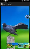 Birds Sounds screenshot 2