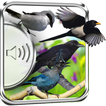 Crow Birds Sounds