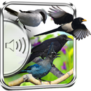 Crow Birds Sounds aplikacja