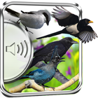 Crow Birds Sounds ikona