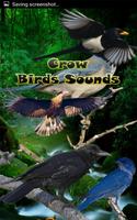 Ворона звуки птиц постер