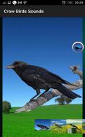 Crow Birds Sounds اسکرین شاٹ 1