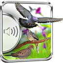 Dove Birds Sounds aplikacja
