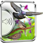 Dove Birds Sounds icon