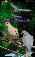 Dove Birds Sounds poster