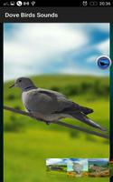 Dove Birds Sounds screenshot 1