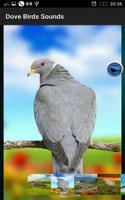 Dove Birds Sounds screenshot 2