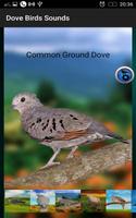 Dove Birds Sounds screenshot 3