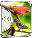 Ptaki Finch Birds aplikacja